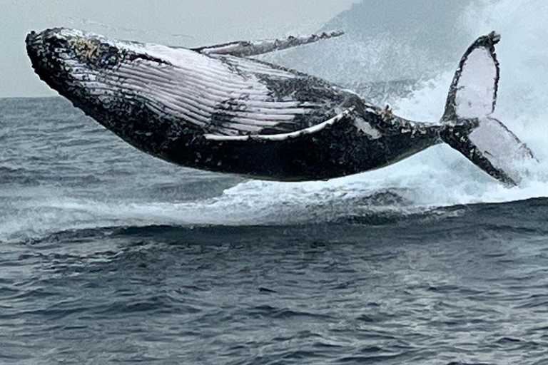 The Rio´s Ultimate Whale Whatching Experience THE RIO´S ULTIMATE WHALE WHATCHING