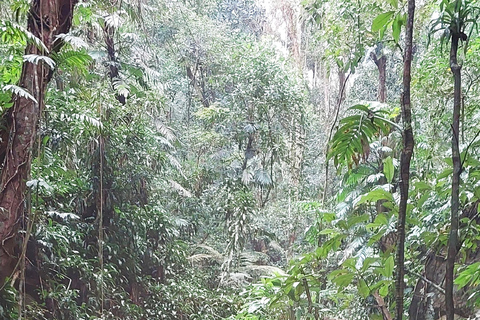 Caves and Waterfalls of Tijuca Forest - by Alan Denis