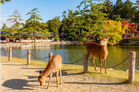 Kyoto & Nara: Full-Day Private Guided Tour with Hotel Pickup