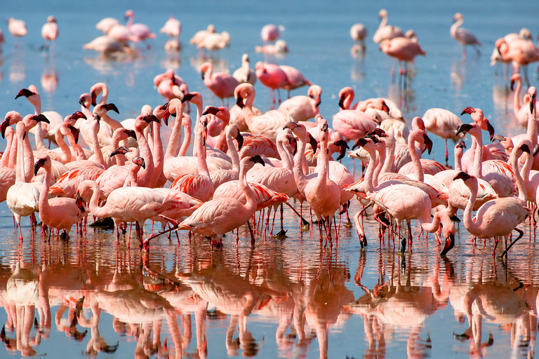 From Arusha: Lake Manyara National Park Private Day Safari