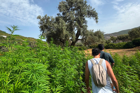Chefchaouen: Akchour Waterfalls & Bridge of God Day Trip Shared / Small Group Excursion