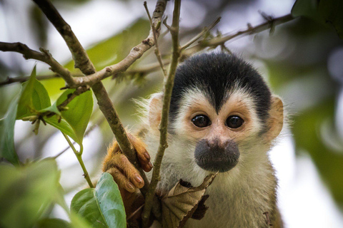 Manuel Antonio: As 5 melhores coisas para fazeres todos os passeios - Costa Rica