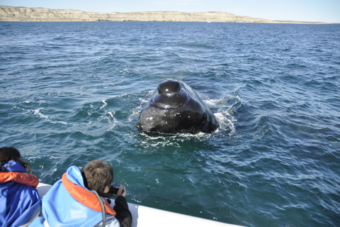 Puerto Piramides: Whale Watching Boat Trip