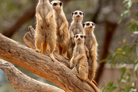 Zoológico de Adelaide: Ingressos gerais