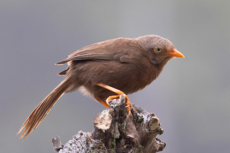 Colombo: Guided wet zone and wetland full day birding tour