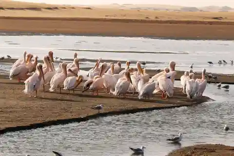 Sandwich Harbour: 4x4-tour waar de zee en de duinen elkaar ontmoeten