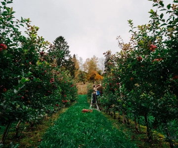 Ulvik: Cider Flight med 4 typer cider eller eplejuice