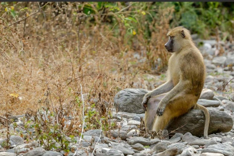 KIGOMA: Chimpanzees trekking Day Trip in Gombe national park Private Chimpanzee Trekking with Hotel Transfer and Lunch