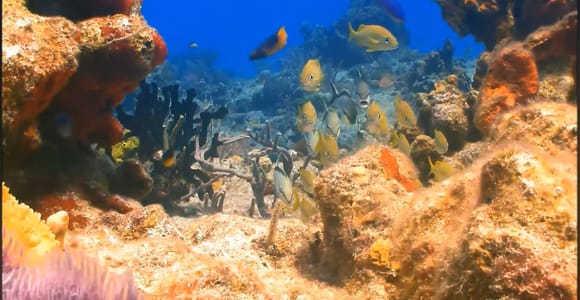 Montego Bay: Private Full-Day Tour to Negril
