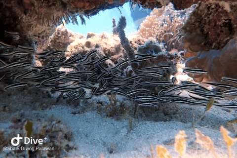 Puerto Princesa: Guided Diving Tour with Snacks Puerto Princesa: 3 Guided Diving Tour with Lunch