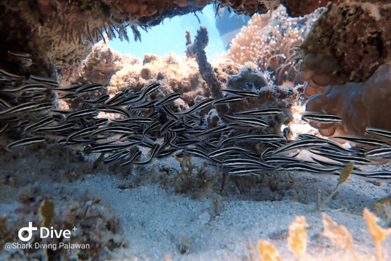 Puerto Princesa: Guided Diving Tour with Snacks Puerto Princesa: 3 Guided Diving Tour with Lunch