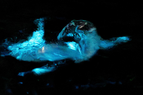 Cocoa Beach/Merritt Island:Bioluminescent kayak tour Tandem Kayak
