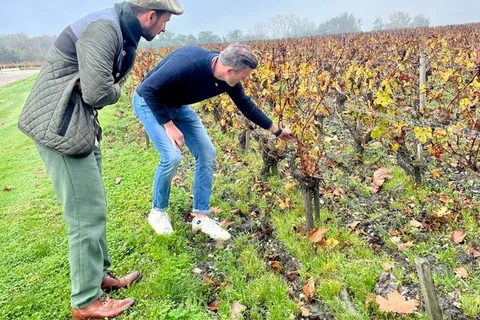 Bordeaux: Wijngaarden in Graves, Pessac-Léognan en Sauternes