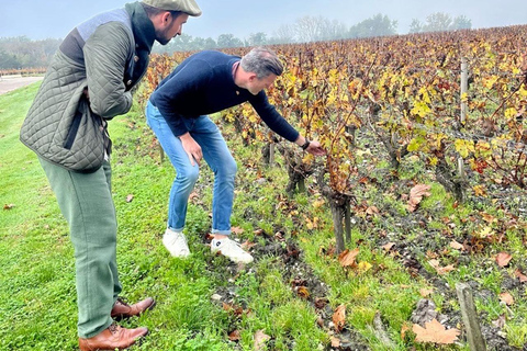 Bordeaux: Graves, Pessac-Léognan, and Sauternes Vineyards