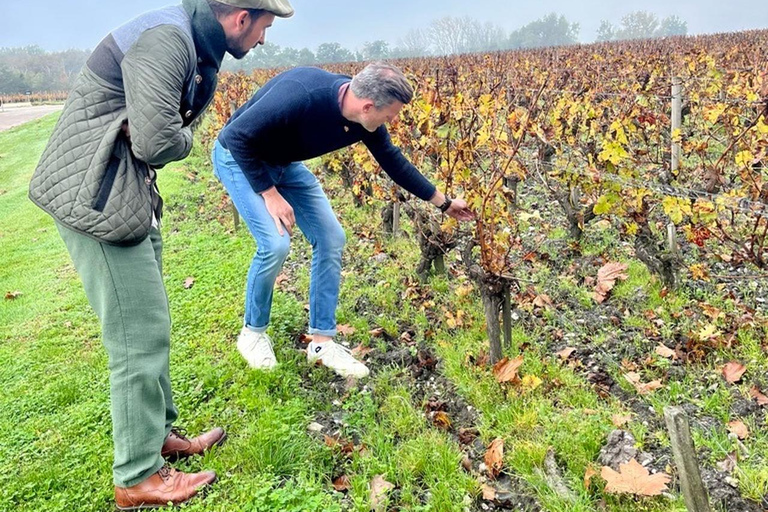 Bordeaux: Graves, Pessac-Léognan, and Sauternes Vineyards