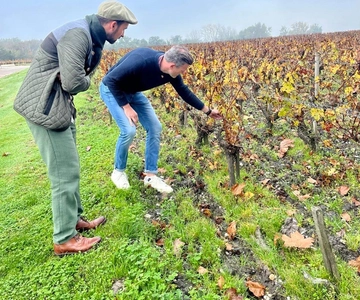 Bordeaux: vigneti di Graves, Pessac-Léognan e Sauternes