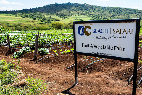 Vanuit Arusha: De 4-daagse safari-expeditie naar Tarangire &amp; Ndutu