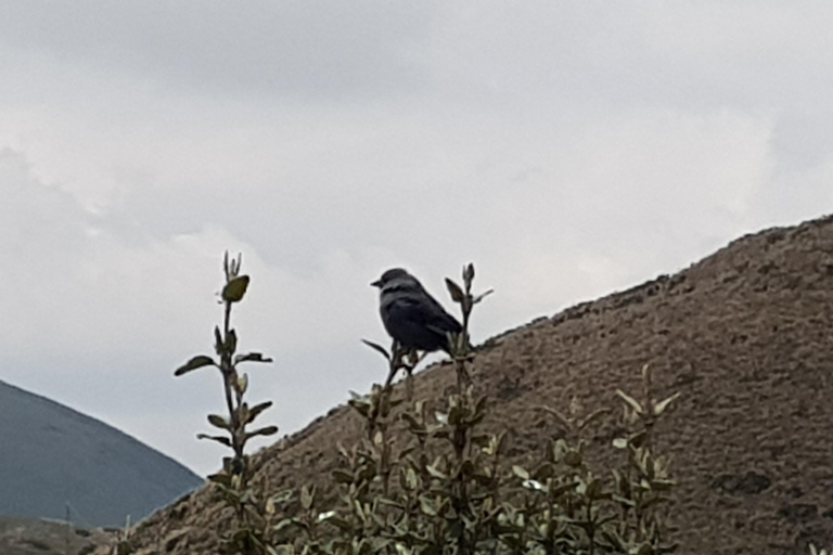 Aventure d&#039;observation du condor : Circuit au départ de Quito