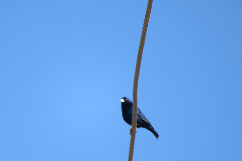 Addis Ababa: 8-Day Bale Mountains Birdwatching Tour