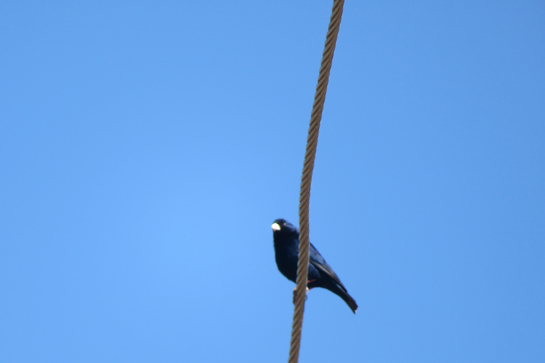 Addis Ababa: 8-Day Bale Mountains Birdwatching Tour