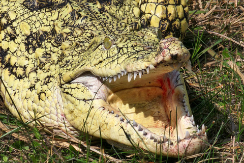 Från Houston: Inträdesbiljett till Crocodile Encounter