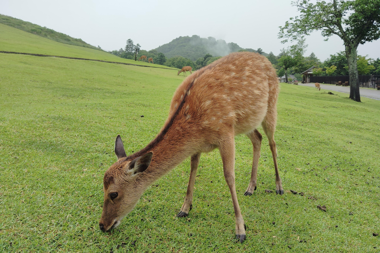 Nara: Hike Mt. Wakakusa and Encounter Wild Free-Roaming Deer