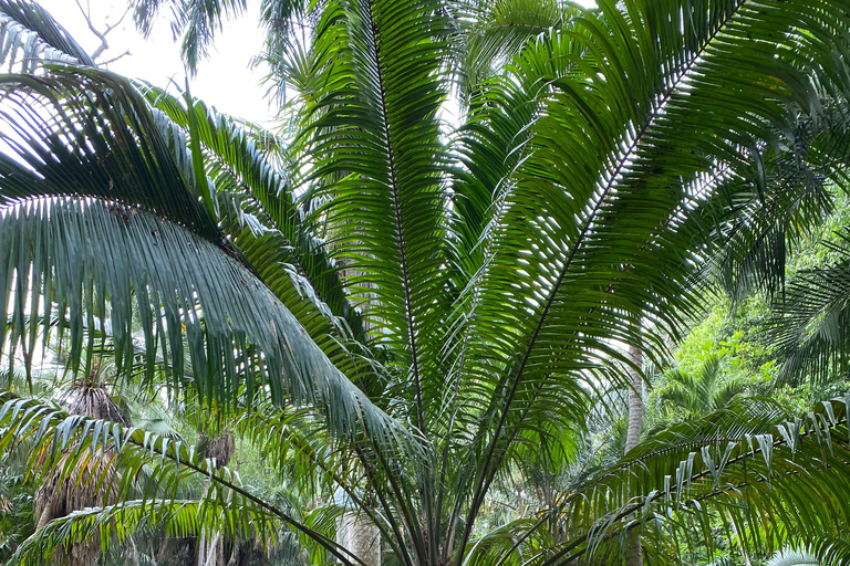 Cartagena: Guided Experience in the Botanical Garden