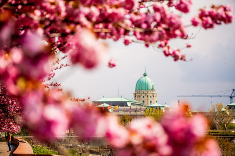 Buda Castle Walking Tour + Professional Photoshoot