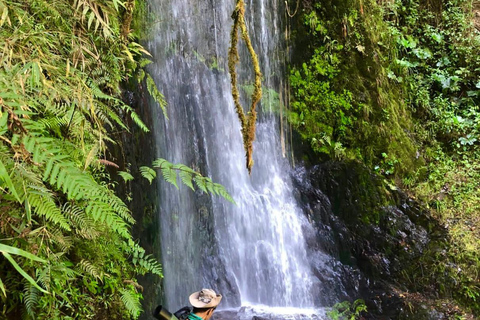 Manu 2 Days: Jungle Adventure and Wildlife Watching