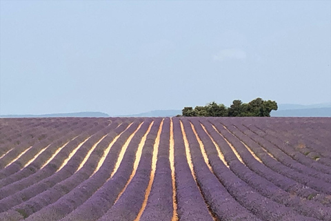 Guide parlant japonais dans le Luberon