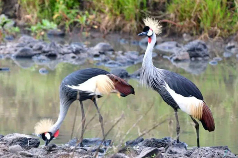 Overnight tour to Chyulu Hills National Park from Mombasa