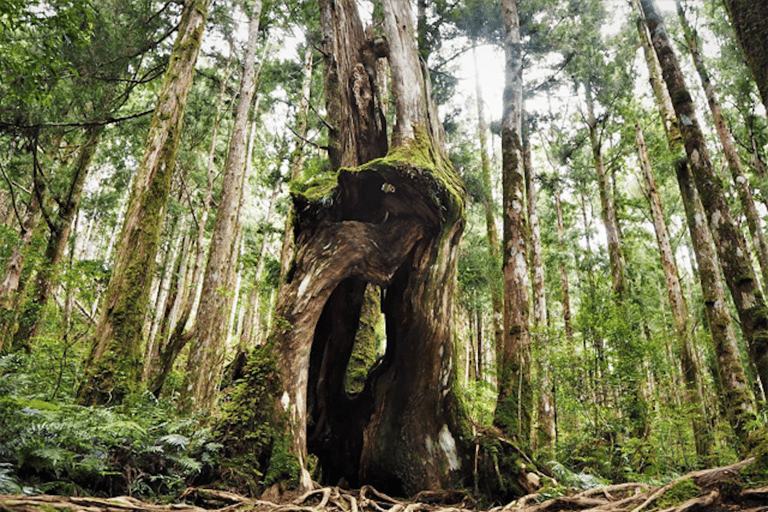 De Taipei: Tour particular de um dia pela Floresta Nacional de Taipingshan