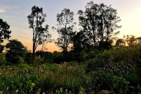 Ogród Botaniczny, Tiong Bahru i ogrody przy Bay Walking TourSingapur: piesza wycieczka o wschodzie słońca ze śniadaniem