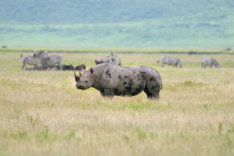 Wildlife Wonders: A 3-Day Safari to and from Arusha.