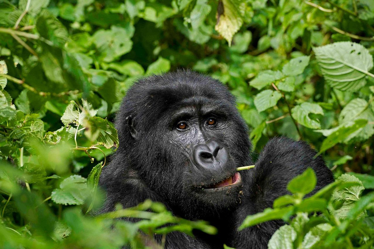 Uganda: 4-Day Mgahinga Gorilla Trekking Tour