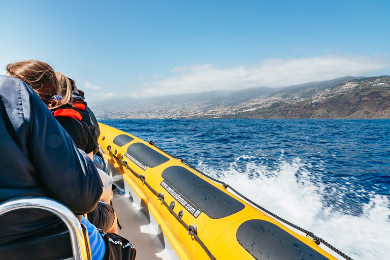 Funchal: Wycieczka łodzią motorową z obserwacją wielorybów i delfinów