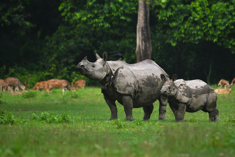 Chitwan National Park Tours: 3 Nights 4 days Full Package