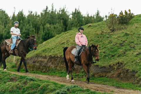 Rotorua: Guided Horse Trekking Experience