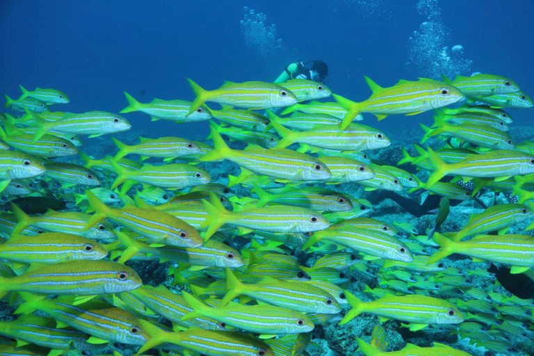 Zanzibar: Tropisk kryddträdgård, båttur och lunch