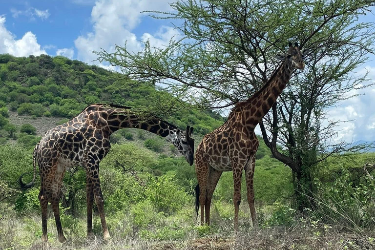 Mombasa: 5-Day Safari- Amboseli, SaltLick, Ziwani & Ngutuni