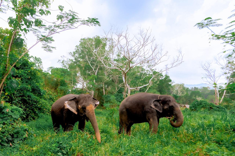 Phuket: Santuario de Elefantes Aventura de Alimentación de Gigantes Gentiles