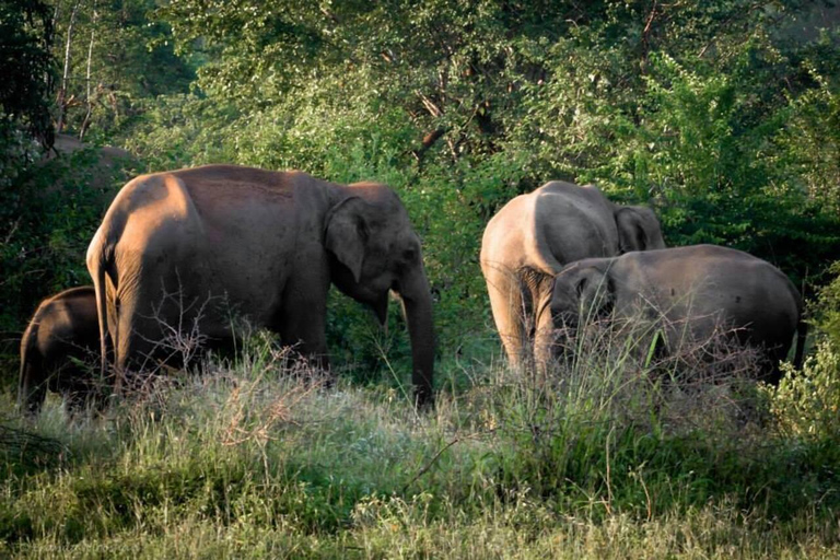 Budget Yala Safari: 1-Night Hostel Stay & Meals Included Full-Day Safari with 1-Night Hostel Stay & Meals