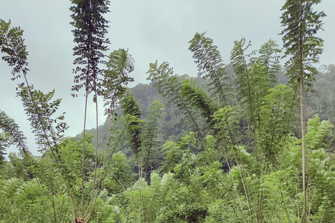 Colombo: Tour delle piantagioni di tè e delle tenute di gomma con pranzo