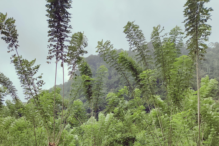 Colombo: Tour delle piantagioni di tè e delle tenute di gomma con pranzo