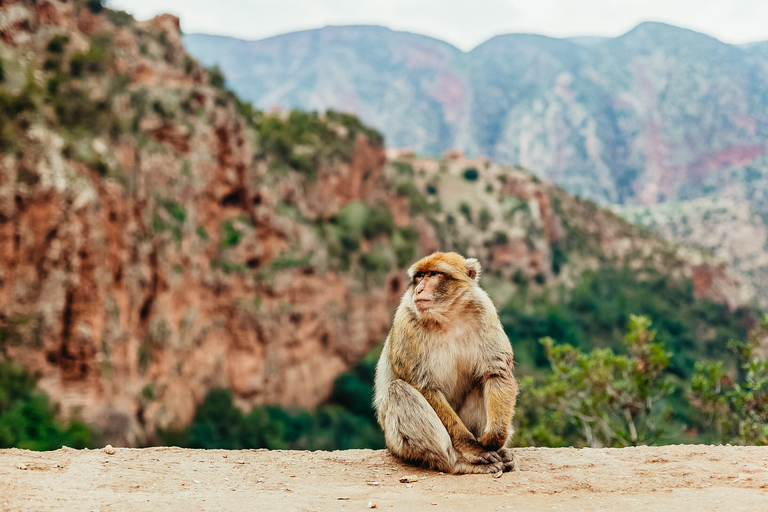 Depuis Marrakech : cascades d'Ouzoud avec rando et bateauVisite de groupe en anglais