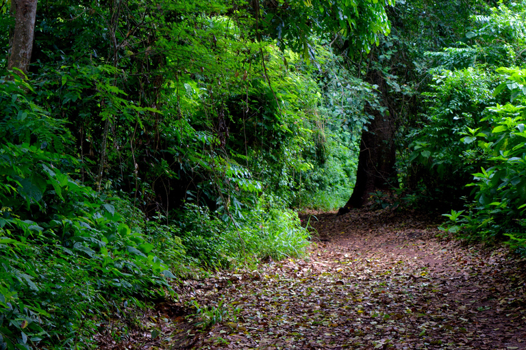 Moshi: Rau-Wald (Wanderung oder Radtour)Wandern im Rau-Wald