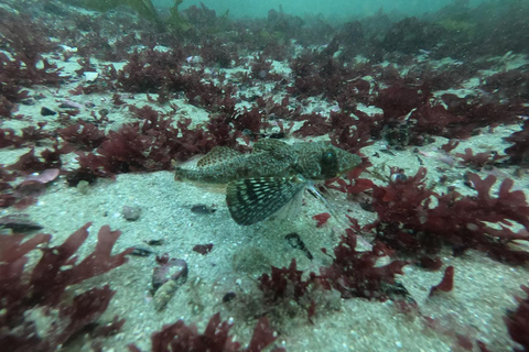 Lima : Découverte de la plongée sous-marine - Première expérience