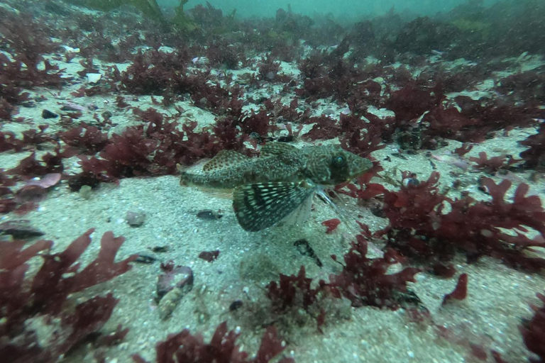 Lima : Découverte de la plongée sous-marine - Première expérience