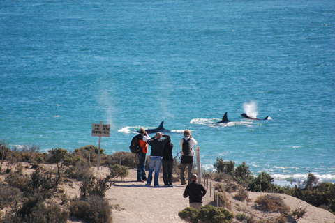 Cruise Passengers: Peninsula Valdés With Ticket Included Cruise Passengers: Shared Peninsula Valdés Tour
