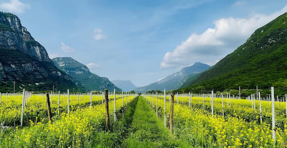 Valdadige: Winery Tour with 4 Wine Tastings
